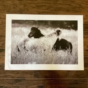 Photography Art Print - Horses